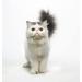 Eye Envy Tear Stain Remover Solution for Cats | 100% Natural & Safe | Recommended by Breeders, Vets & Groomers | With Colloidal Silver | Eliminates Fur Stains on Persians & Exotics | 8oz - Buy Online on GoSupps.com