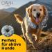 Shop Soft Inflatable Leak Protection Collar for Dogs & Cats | OMH Dog Collar - Comfort & Safety - Buy Online on GoSupps.com