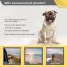 Namsan Dog Glasses - Anti-UV Waterproof & Windproof Sunglasses for Small & Medium Dogs - Fashionable Orange Protective Eyewear - Buy Online on GoSupps.com