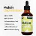 Mullein Leaf Liquid Extract 4 Fl Oz - Lung Cleanse and Detox Tincture for Respiratory Health - Immune Support Drops - Natural Supplement - Buy Online on GoSupps.com