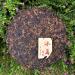 HELLOYOUNG 357g G teau de th Pu-erh naturel original du Yunnan Ce th vert biologique chinois offre des saveurs intenses la fois fortes et douces - Buy Online on GoSupps.com