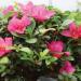 Brussel's Bonsai Satsuki Azalea Outdoor Tree - 5 Years Old, Small Spring Bloomers - 6 to 8 Tall - Buy Online on GoSupps.com