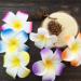 12 Pcs Multicolor Plumeria Flower Hair Clips - Hawaiian Luau Tropical Wedding Vacation Beach Party Decorations & Cosplay Accessories - Buy Online on GoSupps.com