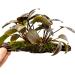 Lagenandra meeboldi Red on Driftwood for Aquariums - Buy Online on GoSupps.com
