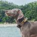 OneTigris Dog Collar with Metal Buckle for Dogs - Coyote Brown Large | Durable & Stylish Pet Accessory for International Shipping - Buy Online on GoSupps.com