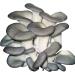 Buy Organic Pleurotus Medicinal Mushroom Capsules - 93 x 450mg Powder - Rich in Vitamin B - Made in Germany - International Shipping Available - Buy Online on GoSupps.com