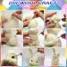 308Pc Needle Felting Kit w/48 Colors Wool Roving & Tools Set - DIY Craft Animal Home Decoration & Birthday Gift - Buy Online on GoSupps.com