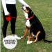 High-Quality 5m Cong Roll-Out Dog Leash for Large Dogs up to 50kg - Comfort Grip Break & Lock System Reflective Belt - Red - Buy Online on GoSupps.com