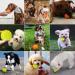 Laroo Dog Toys - Durable Natural Rubber Squeaker Football for Small & Large Dogs (6.5cm Green) - International Shipping Available - Buy Online on GoSupps.com