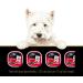 CESAR Adult Wet Dog Food Classic Loaf in Sauce Entr es - Beef - Turkey 100g Tray (12 Pack) Beef - Turkey 100 g (Pack of 12) - Buy Online on GoSupps.com