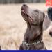 Sprenger Dog Hall Chain with Sprinkler Hook - 3mm Stainless Steel Adjustable Necklace 45cm Silver - Buy Online on GoSupps.com