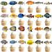 48Pcs Fish Cupcake Toppers Tropical Fish Cupcake Toppers Fishing Birthday Cake Picks Fish Theme Party Decorations for Let's Go Fishing Baby Shower Supplies - Buy Online on GoSupps.com