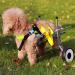 Dog Wheelchair Dog Wheelchair Back Legs Walking Frame with Wheels Best Friend Joint Aid for Dogs Cat Exercise Wheel Support Wheelchairs Dog Mobility Harness X-Small - Buy Online on GoSupps.com