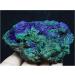 JFLDVUMJUM Natural Rare Green Malachite s ore Sample/from Laos Beautiful (Size : 200-250g) ZAOQINIYIN (Size : 300-350g) - Buy Online on GoSupps.com