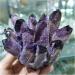 Natural Crystal Rough 1 pc 360g Purple Ghost Phantom Quartz Crystal Cluster Specimen - Buy Online on GoSupps.com