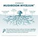 Host Defense CordyChi Extract - Energy & Immune Support Supplement - Cordyceps & Reishi Mushroom Supplement for Relaxation & Respiratory Support - Aids Against Tiredness - 2 fl oz (60 Servings)* 2 Fl Oz (Pack of 1) - Buy Online on GoSupps.com