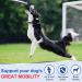 ColEaze Glucosamine for Dogs 150 Count Joint Supplement Glucosamine Chondroitin MSM Turmeric Hip & Joint Health Chicken Liver Flavour Chicken 150 Count - Buy Online on GoSupps.com