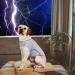 Yukool Anxiety Coat for Dogs | Calming Vest for Thunder & Fireworks | Lightweight Jacket Size L - Gray - Buy Online on GoSupps.com