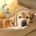 BOXCASA Dog Memorial Suncatcher: Dog on Moon Stained Glass Window Hanging - Buy Online on GoSupps.com