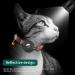Reflective Airtag Cat Collar with Bell | Waterproof Holder Case for Apple Airtag | Breakaway Safety Buckle | Orange - Ideal for Cat or Kitten - Buy Online on GoSupps.com