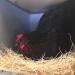 BWOGUE 100g/3.5oz Natural Grass Nesting Pads for Chicken Hens - Birds Nest Bedding - Buy Online on GoSupps.com