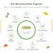 Buy VIT4EVER BOO BOCKSHORNKLEE Activated - 365 Vegan Capsules 2600mg High Dose Certified Organic Lab Tested Quality | No Additives - Buy Online on GoSupps.com