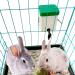 VandanCoop 500ml Automatic Rabbit Water Bottle - Non Drip Hanging Water Feeder for Small Animals - Buy Online on GoSupps.com