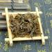 Sans Fum e 250g Th Lapsang Souchong Th noir chinois de go t (250g) - Buy Online on GoSupps.com