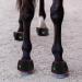 HORREX LED Therapy Device-Infrared & Red Light Therapy for Pain Relief Muscle & Joint Pain from strenuous Exercise of Horse.Accelerate Wound Recovery Reduce Inflammation - Buy Online on GoSupps.com