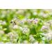 Organic Buckwheat Kasha 8oz - Toasted Whole Groats, Non-GMO, Kosher - Sirtfood Superfood - Buy Online on GoSupps.com