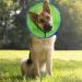 Dog Cone Collar After Surgery Adjustable Dog Cones to Stop Paw Licking Soft & Breathable Pet Recovery Collars Protective Neck Collars for Dogs and Cats Quick Healing Elizabeth Collar (Blue & Green L) - Buy Online on GoSupps.com