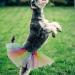 VILLCASE 1pc Pet Dog Rainbow Color Party Gauze Dress Beautiful Gauze Skirt Festive Mesh Tutu Skirt (Colorful)- Pet Dog Supplies - Buy Online on GoSupps.com