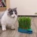 Buy Buguuyo 3 Series Cat Grass Box with Catnip - Perfect Plastic Plant Planters for Pets - Buy Online on GoSupps.com