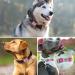 Personalized Bright Pink Dog Tags - Engraved 2 Pack for Small & Medium Breeds | Tagme - Buy Online on GoSupps.com