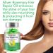 Organic Rosemary Oil Capsules | Non-GMO & Gluten Free | Hair Growth & Skin Repair | 40 Count Essentials - Buy Online on GoSupps.com