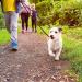 Vivifying Dog Training Leads 2m Double Ended Lead for Dogs with 2 Handles for Puppy Walks and Close Control 1.5cm x 2m - Buy Online on GoSupps.com