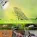 REPTI HOME Reptile Heat Lamp 125W Full Spectrum UVA UVB Sun Lamp Simulate Natural Sunlight Heat Lamp Bulb for Reptile and Amphibian Sun Light 125W - Buy Online on GoSupps.com