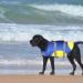 Shop Cit toile Dog Life Jacket (Small) - Reflective Durable & Buoyant - Perfect for Swimming & Water Sports - Blue - Buy Online on GoSupps.com