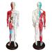Acupuncture and Muscle Anatomical Male Model Pressure Point and Meridians Acupuncturists and Other Medical Professionals Training Teaching Education (60cm/23.6inch)