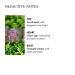Molton Brown Refined White Mulberry Hand Wash - 10 Fl Oz - Buy Online on GoSupps.com