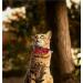Malier Christmas Cat Collar - Snowflake Pattern Bowtie with Bell, Adjustable Buckle - Red + Green - Pet Accessories for Kitten, Kitty, Puppy - Buy Online on GoSupps.com