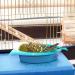 Mygeromon Small Bird Bath for Cage - Hanging Tub Bowl for Parrot/Parakeets/Cockatiels - Blue Birdbath Shower Option - Buy Online on GoSupps.com