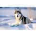 MOKCCI Truelove Dog Boots - Waterproof & Reflective Straps for Small Medium Large Dogs - 4 Pack Purple - Buy Online on GoSupps.com