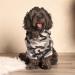 OHS Charcoal Grey Camo Print Dog Hoodie for Medium Dogs - Warm & Cozy Dog Jumper - Buy Online on GoSupps.com