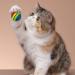 Rumyve 12 Pcs Rainbow Cat Toy Balls - Interactive Indoor Play Balls for Cats and Kittens - Buy Online on GoSupps.com