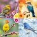 Bird Food 10 kg Bird Food Mix 4 Seasons Top (10 kg) - Buy Online on GoSupps.com