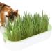 Tacery Cat Grass Set - Hydroponic Planting Kit for Digestive Health | Earth-Friendly Cat Snacks for Home & Balcony - Buy Online on GoSupps.com