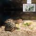 Capetsma Reptile Thermometer Hygrometer for Terrarium - Accurate Digital Monitor for Temperature & Humidity - Easy-to-Read, Wire-Free (1 Pack) - Buy Online on GoSupps.com