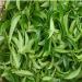 250g printemps Fenghuang Dancong th Phoenix th de buisson unique th Oolong naturel - Buy Online on GoSupps.com