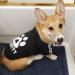 Dolahovy Dogs Hoodie - Cozy Sweater Vest for Small & Medium Pets | Autumn Winter Dog Outfits & Costumes | 3XL Black for Chihuahua & Teddy - Buy Online on GoSupps.com